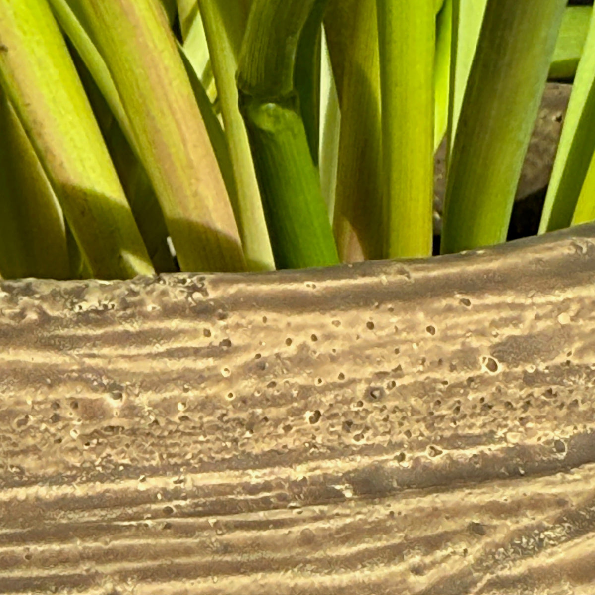 Rustic Ribbed Plant Pot | Fallon